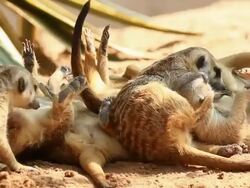 Meerkats playing Stock Footage
