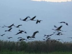 Common crane (Grus grus) Stock Footage