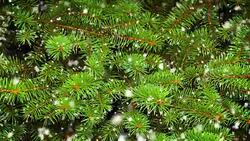 Winter fir Stock Footage