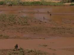 Baboons at river, wide; with audio, Kenya Stock Footage