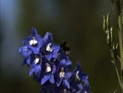 Bumble Bee (Bombus hortorum), taking off from flower, high speed Stock Footage