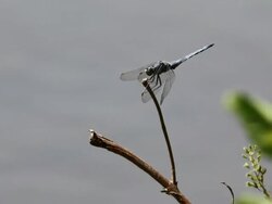 Dragonfly in stick HD Stock Footage
