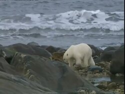 Polar bear (Ursus maritimus) walking along rocky coast Stock Footage