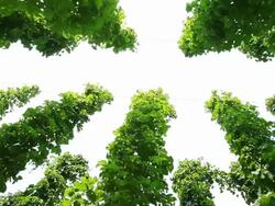 HD Hop Garden Agaist Sky (Panning) Stock Footage