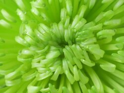 Water droplets fall on Chrysanthemum Stock Footage