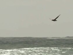 WS POV SLO MO Bird flying on ocean / Elephant Beach, Falkland Islands, Falkland Islands Stock Footage