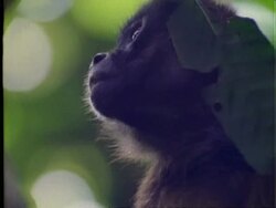 Spider Monkey ?, CU monkey in tree, looks around, Panama Stock Footage