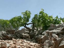 WS Grape vine growing on rocky hill / Primosten, Croatia    Stock Footage