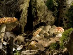 Fly agaric toadstool (Amanita muscari) growing whilst other rots away, Ink cap (COprinus sp.) growing Stock Footage