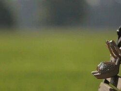 Bride shoes - Stock Footage Stock Footage