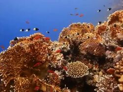 Coral And Fish Stock Footage