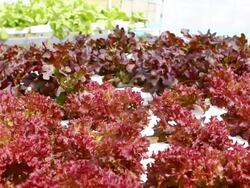 Hydroponic vegetable Stock Footage