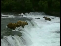 MS Brown Bears, Ursus arctos, standing at top of rapids, waiting for salmon, edited sequence, Arctic Circle Stock Footage