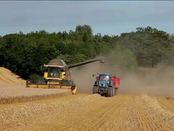 Wheat Harvesting Stock Footage