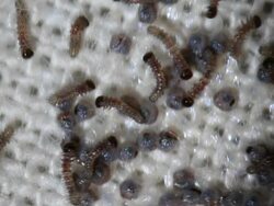 Caterpillar hatching HD Stock Footage