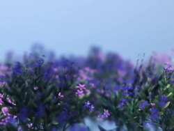 Growing Flower  015C With Alpha Mask Stock Footage