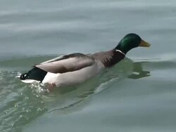 HD: Duck competition Stock Footage