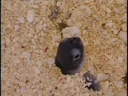 BCU Turtle hatchlings emerging from the sand, from above Stock Footage