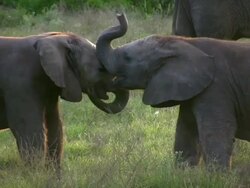 1080i baby elephants playing Stock Footage