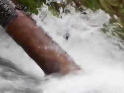 log in water Stock Footage