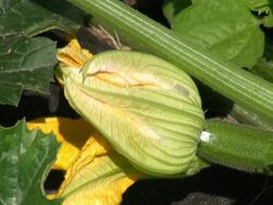 CU Shot of cucurbita pepo and zucchini / Serrig, Rhineland-Palatinate, Germany Stock Footage
