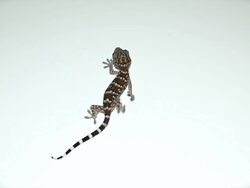 Gecko Stock Footage