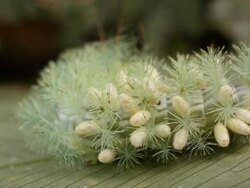 Caterpillar parasitized by a wasp, showing numerous wasp pupae on its body. Some species of wasp lay eggs on living animals such as this caterpillar. Stock Footage