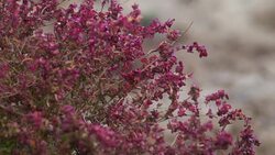Steppe in Caucasus Stock Footage