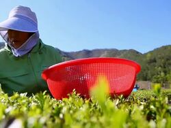 MS Women farmer harvesting in Boseong green tea field / Boseonggun, Jeollanam-do, South Korea Stock Footage