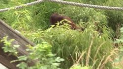 CLEAN : Animals in Vienna feel the heat at worlds oldest zoo News Clip