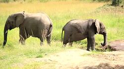 Elephants drinking and playing with water-13/13 Stock Footage