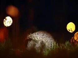 HD: Hedgehog at Night Stock Footage