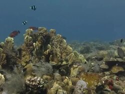Coral reef in Bali Stock Footage