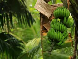 Banana Stock Footage