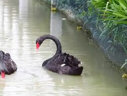 Black swan Stock Footage