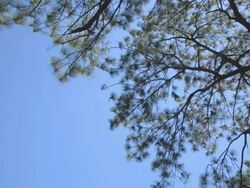 pine tree Stock Footage