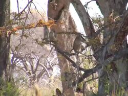 MS Shot of monkies sit on tree / ghanzi district, ghanzi district, botswana Stock Footage