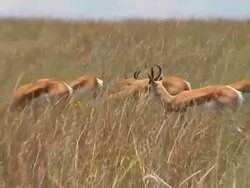 Herd of antelopes Stock Footage