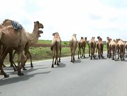 Group of camels walking in the middle of road and freeing space for car to pass by Stock Footage