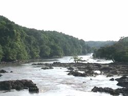 The view of the river and vegetation Stock Footage