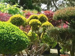 MS Shot of contour cut at box with taxus and pine trees in nursery / Saarburg, Rhineland Palatinate, Germany Stock Footage