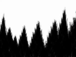 TREES :  low angle shot, isolated, fully  loopable ANIMATION Stock Footage