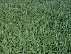 Green Grass Background Stock Footage