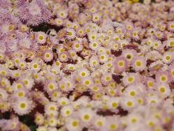 autumn flowering chrysanthemums Stock Footage
