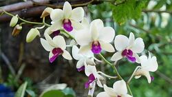 purple and white orchids Stock Footage