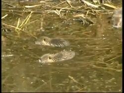 Coypu, Myocastor coypus, MS pair of Coypu swimming in water, Israel Stock Footage