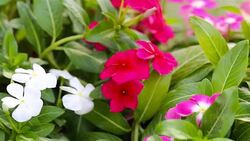 HD Panning: White flowers that bloom in the garden. Stock Footage