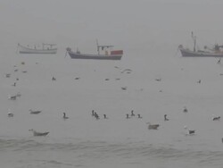 Seagulls Stock Footage
