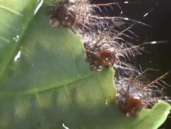 Time-lapse of a group of hairy caterpillars eating a leaf Stock Footage