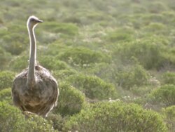 MS PAN Shot of Female ostrich standing among shrubs and low bush observing surroundings / Namaqualand, Northern Cape, South Africa Stock Footage